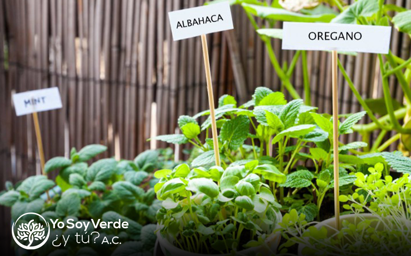 Beneficios de tener un huerto ecológico en casa