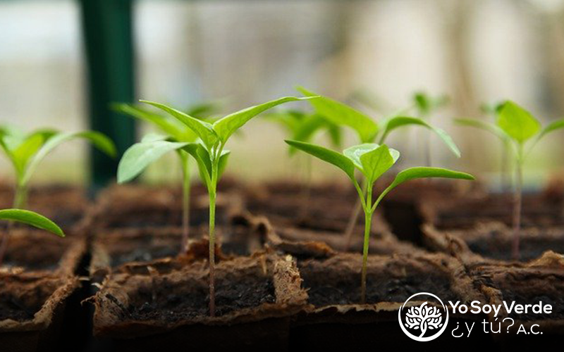 Como Hacer un Semillero desde Casa