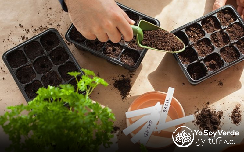 Como Hacer un Semillero desde Casa