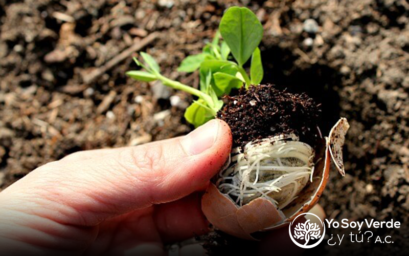 Como Hacer un Semillero desde Casa