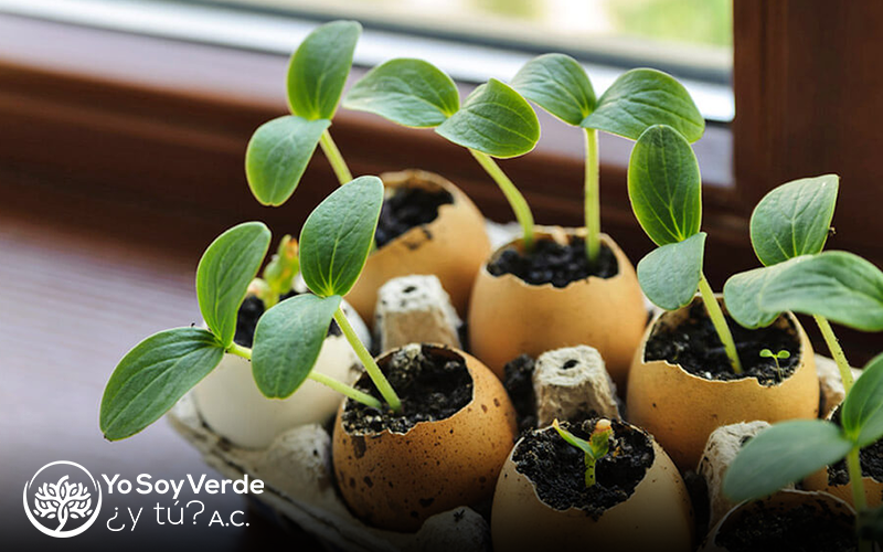 Como Hacer un Semillero desde Casa